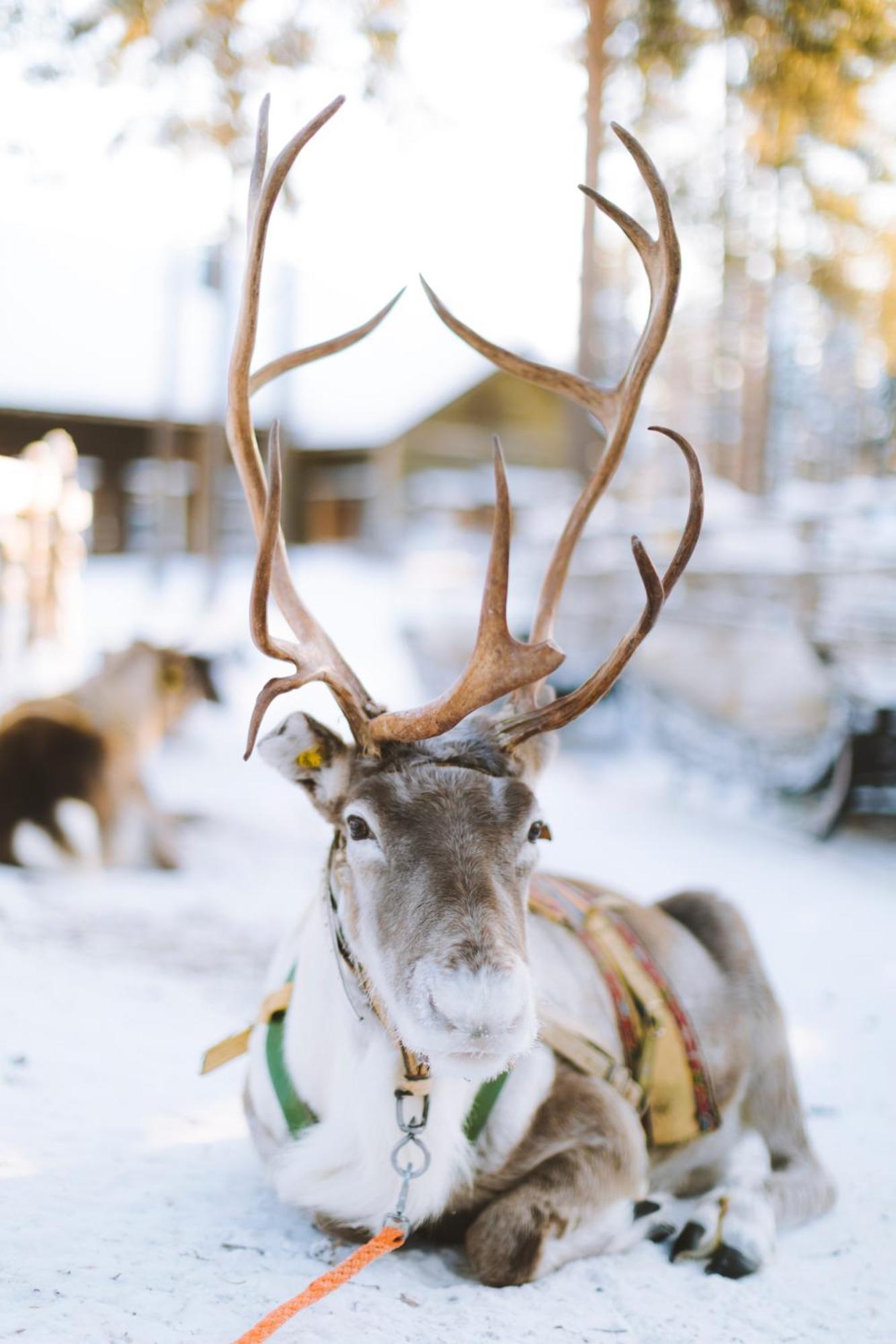 Reindeer Manor Levi Ξενοδοχείο Εξωτερικό φωτογραφία